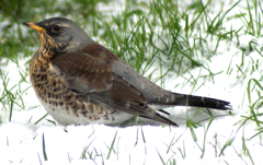 Fieldfare